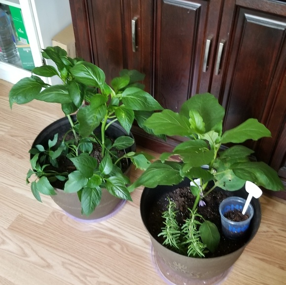 Meet your Posher, Terri - Picture 1 of 1